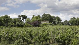 Vineyards and Villa